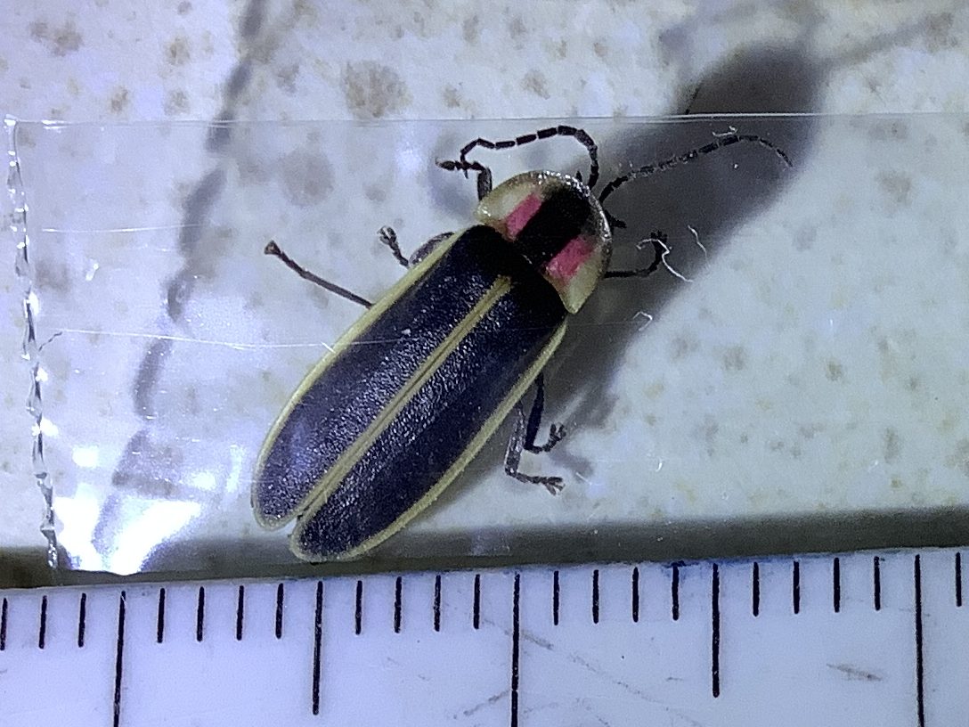 A Photinus carolinus firefly, with black and yellow wings and a red, yellow and black head.