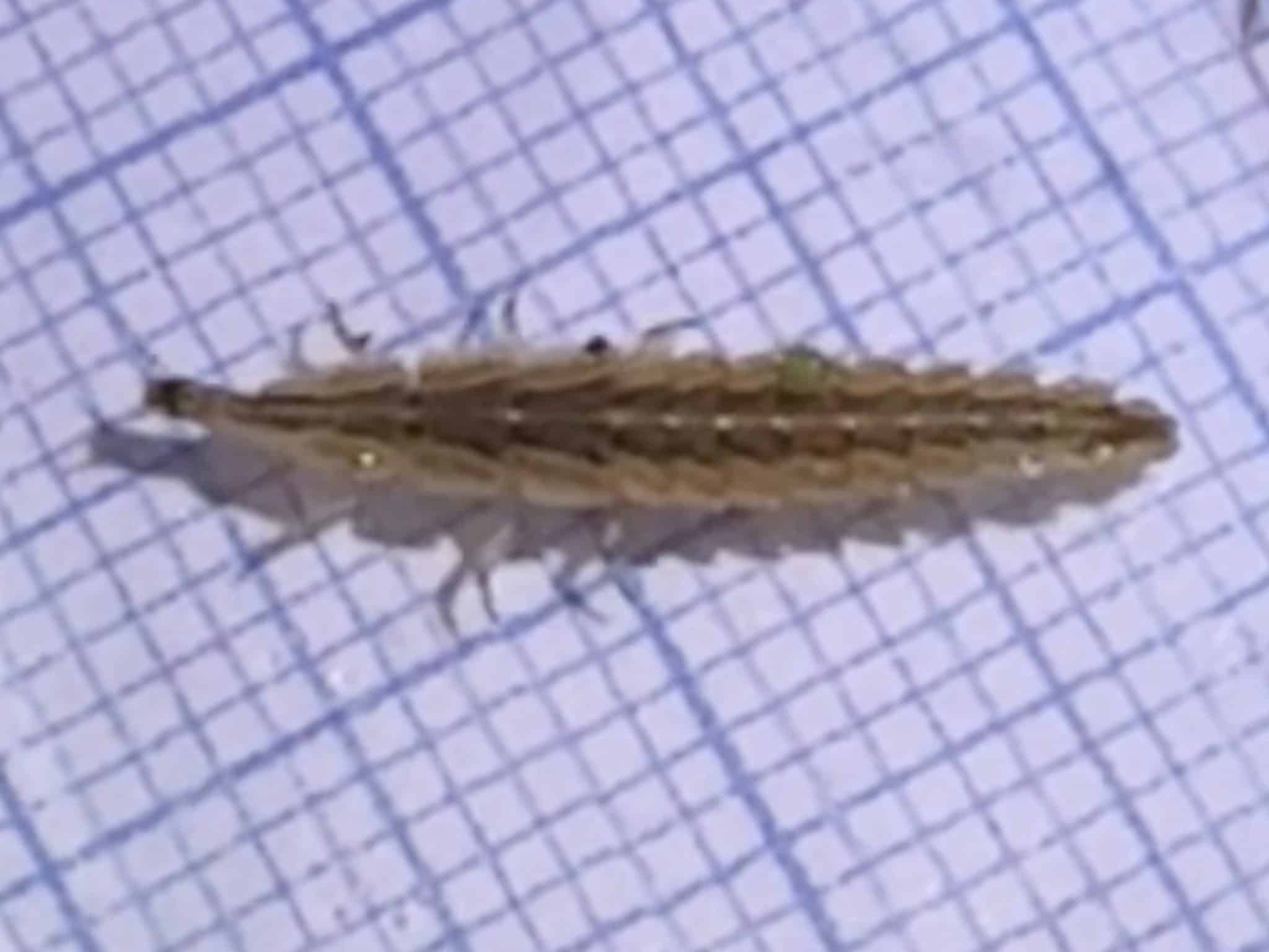 A long and armored larva of a Pyractomena lucifera firefly against a gridded scale.