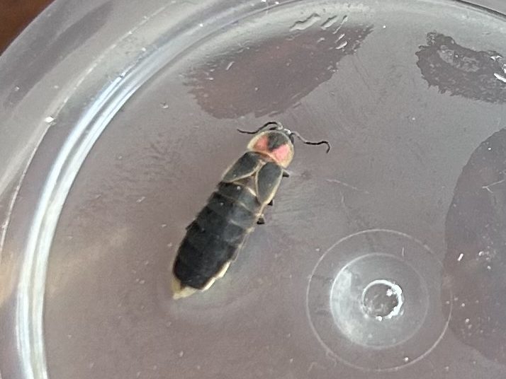 An adult female Photinus punctulatus firefly with short, non-functional wings, a pale yellow tip to its abdomen, and a head shield with a triangular dark marking against pink and yellow.