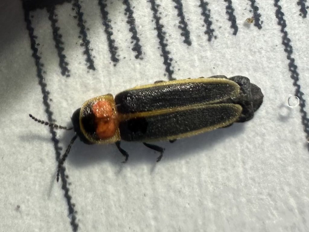 A Florida fishhook firefly (Photinus collustrans) against a millimeter scale