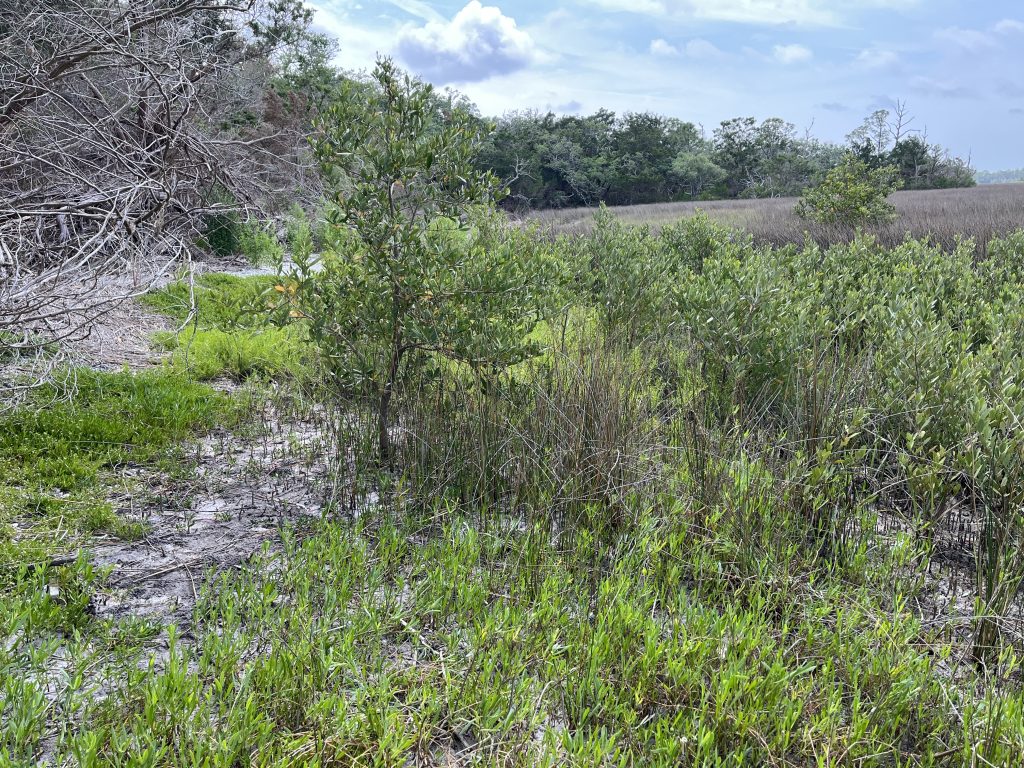 Coastal vegetation, including marsh and mangrove