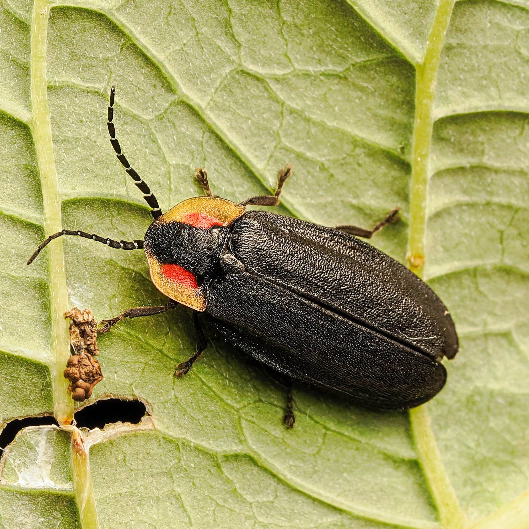 An adult black firefly sits on the underside of a leaf.