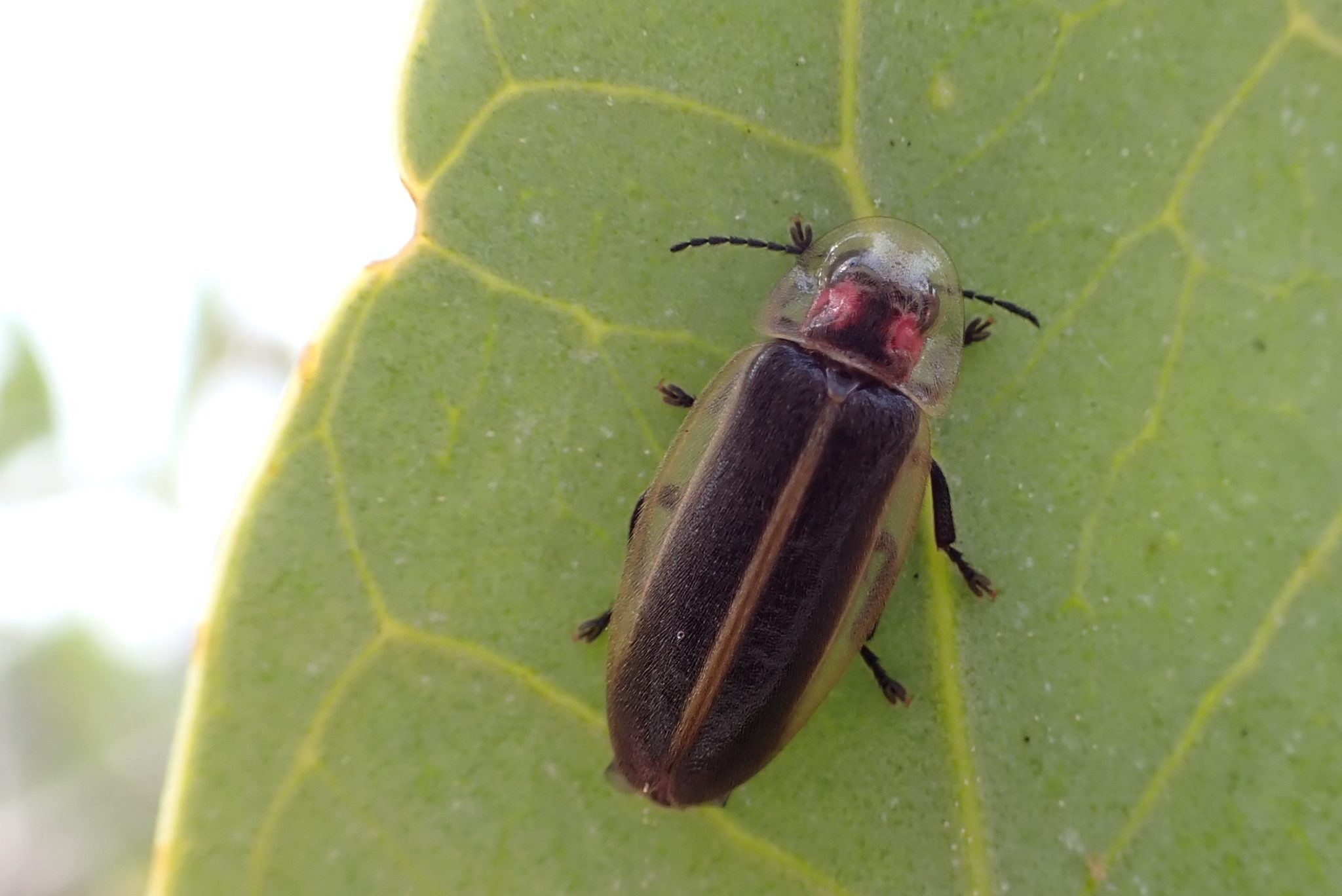 A firefly perched on a leaf