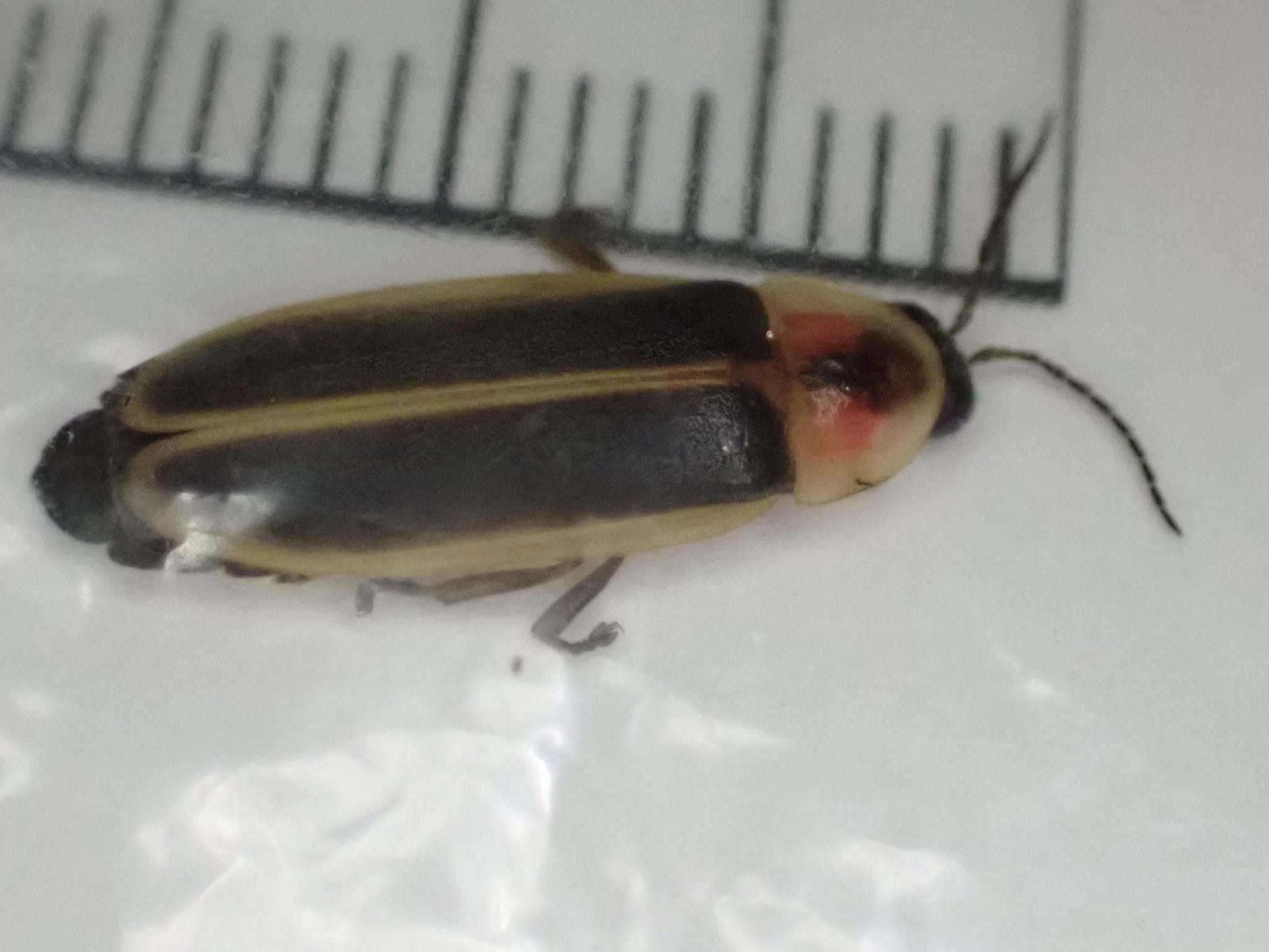 A firefly (Photinus brimleyi) against a millimeter scale