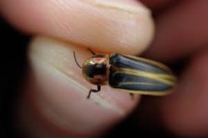 Close-up view of keel-necked firefly (Pyractomena ecostata) in hand