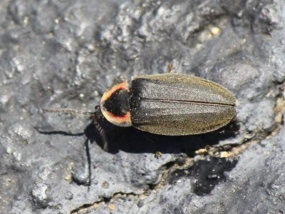 A winter firefly perched on a piece of bark.