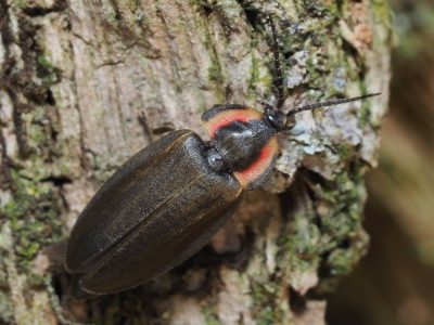 A winter firefly perched on a piece of bark covered with lichen.