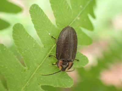 A winter firefly perched on a leaf.