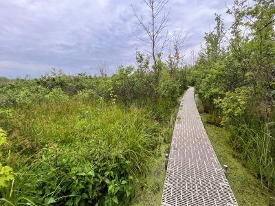 Habitat of the cypress firefly (Photuris walldoxeyi) in Indiana.