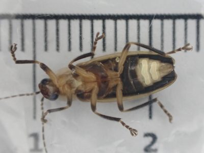 A close-up image of the underside of an adult female salt marsh firefly.