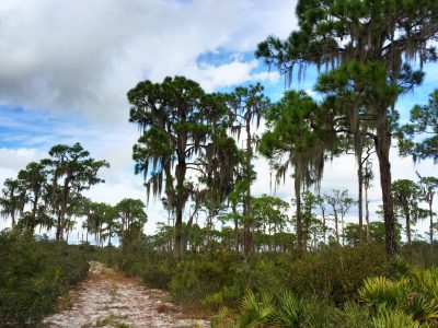 An open woodland of pines and saw palmetto along a sandy road under a cloudy blue sky.