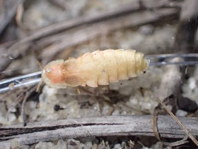 A close-up image of an adult female ant-loving scrub firefly sitting in a petri dish on the ground.