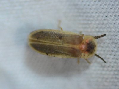A close-up image of an adult male ant-loving scrub firefly against a white background.