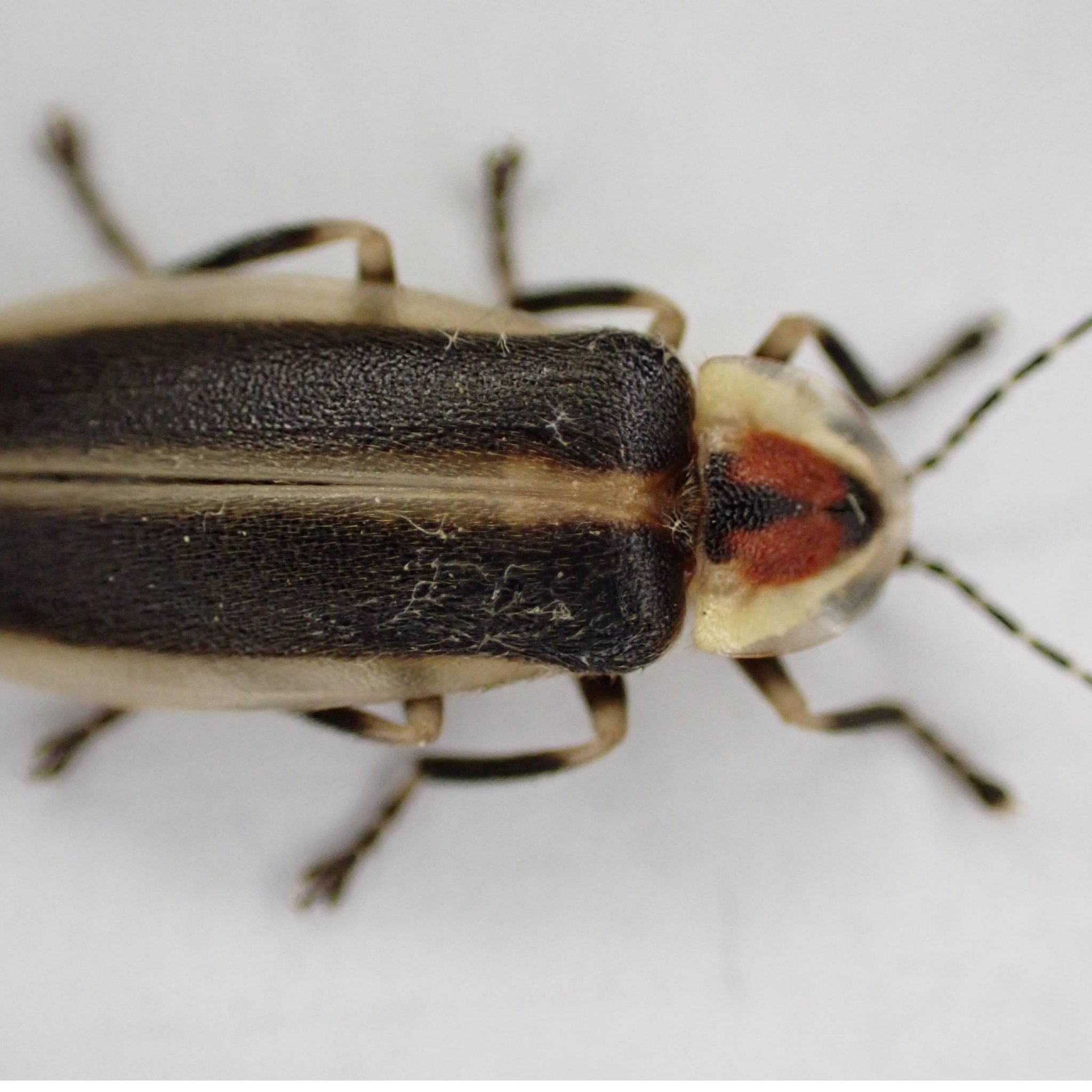 Close-up image of the cypress firefly (Photuris walldoxeyi)